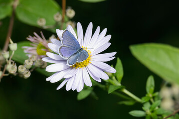 Short-tailed blue (Cupido argiades) butterfly with closed wings perched on a daisy in Zurich, Switzerland