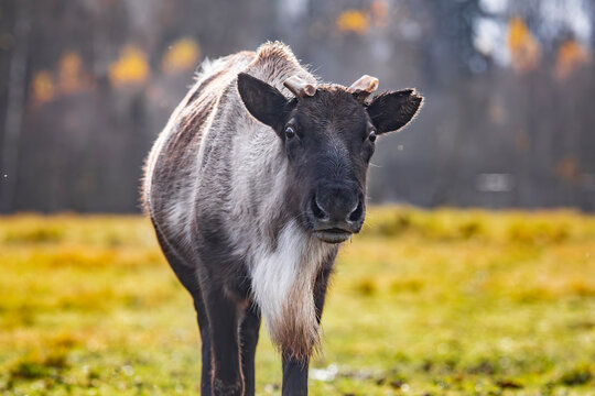Reindeer in the tundra, close-up