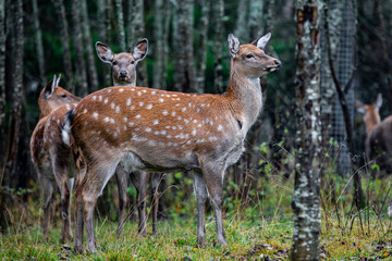 Spotted deer (Cervus nippon) in the forest undergrowth