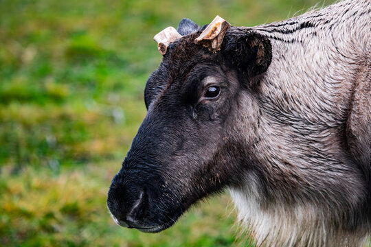 Reindeer in the tundra, close-up