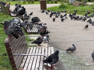 Pigeons gathering on park benches and pavement at public space with green grass