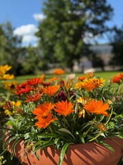 Orange and red flowers in a clay pot with a blurry green park background on a sunny day
