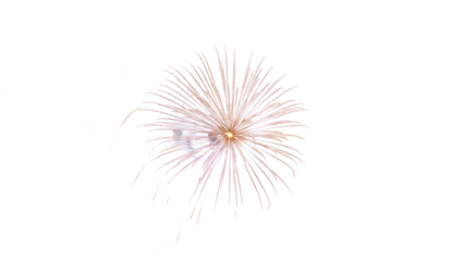 A vibrant firework explodes in the night sky with colorful sparks flying outward rapidly.