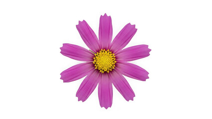 Fototapeta premium Single vibrant purple flower with yellow center