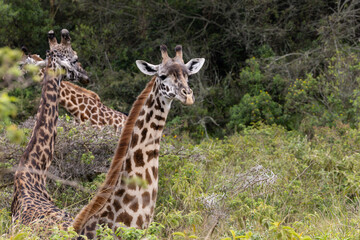 Obraz premium Two giraffes interacting in natural African habitat Two wild giraffes standing close together in green African vegetation. Natural wildlife scene showing social interaction in the savannah, suitable f
