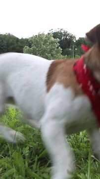 Active playing dog Jack Russell terrier in the park with green grass running fetching ball toy. crazy open mouth tongue out. Happy excited pet vertical video footage/ life style pet content