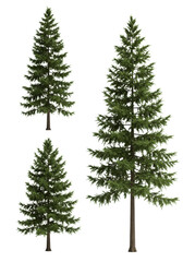 Fototapeta premium Three distinct photorealistic 3d model fir trees with detailed green needles and slender trunks, against a transparent studio background, architectural asset visualization concept