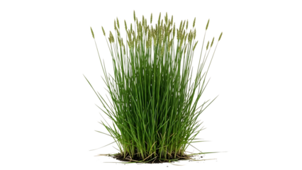 Vibrant green grass plant isolated on white background