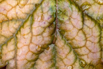 Leaf texture. Plant background, close-up of plant leaves.
