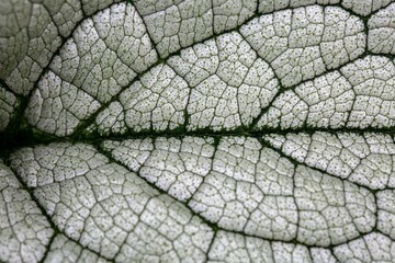 Leaf texture. Plant background, close-up of plant leaves.