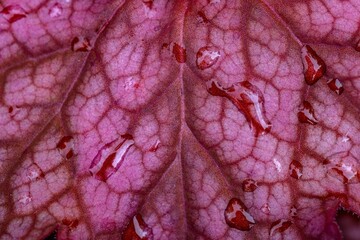 Leaf texture. Plant background, close-up of plant leaves.