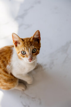 Curious cat gazing intently at the camera on a sunny day