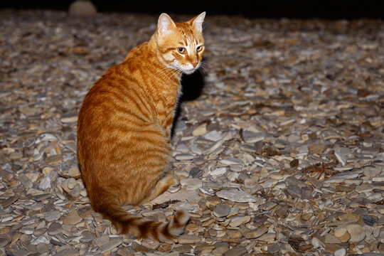 Ginger cat exploring garden under night sky