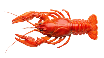 A vibrant red lobster presented against a stark black background