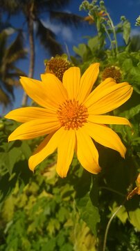 This beautiful Sunflower is Captured in Natural light, Showcasing its Bright Yellow Petals and Intricate Details. Yellow flower in the Outdoor garden. A Cinematic gentle breeze swaying.