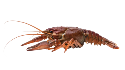 A detailed side view of a reddish brown crawfish against a black background