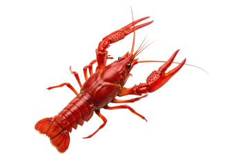 A vibrant red crawfish isolated on a stark black background highlighting its features