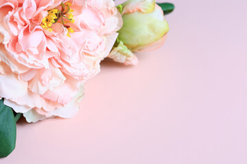 Pink peony flower on background woth copy space