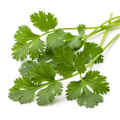 Fresh coriander leaves on white background