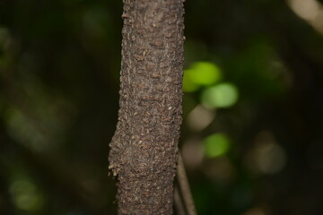 Kudzu Pueraria montana var. lobata is a vigorous deciduous vine known for its thick medicinal roots and trifoliate leaves. This is an authentic optical photography.