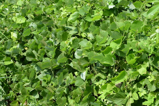 Kudzu Pueraria montana var. lobata is a vigorous deciduous vine known for its thick medicinal roots and trifoliate leaves. This is an authentic optical photography.