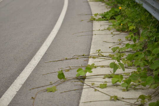 Kudzu Pueraria montana var. lobata is a vigorous deciduous vine known for its thick medicinal roots and trifoliate leaves. This is an authentic optical photography.