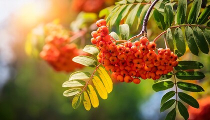 sorbus aucuparia rowan berries on branch closeup selective focus