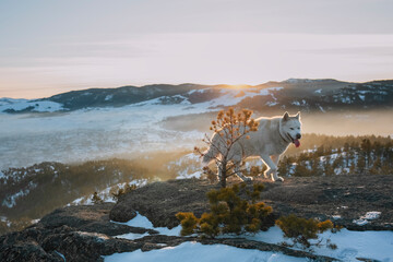 Huskies at the top of a mountain at sunset in winter