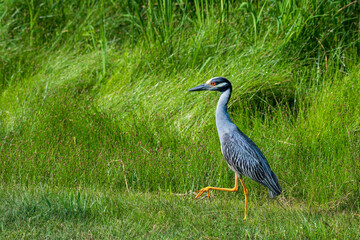 Fototapeta premium Night Heron Walking in Wetland Area