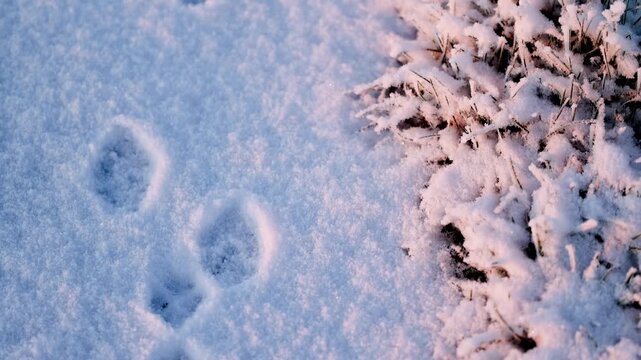 Close-up winter footage of animal footprints in fresh snow beside frosted grass, textured surface and cold morning light, tracking and wildlife concept.