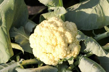 Fresh Cauliflower Head Surrounded by Green Leaves in Garden Bed