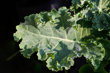 Fresh Kale Leaf with Curled Edges Isolated on Dark Background
