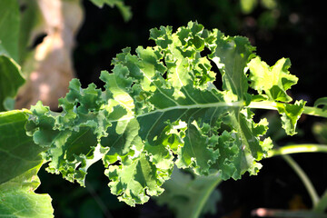 Fresh Green Kale Leaf with Frilly Edges in Natural Light