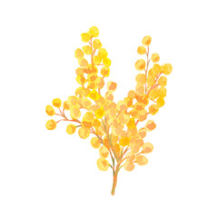 Mimosa yellow flower. Hand-drawn branch of watercolor mimosa isolated on white. Floral brunch for your design, greeting card, web banner, International Women's Day on March 8, Easter, spring decor