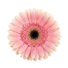 Delicate pink gerbera daisy isolated on transparent background