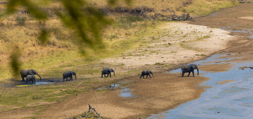 Elephant family crossing a dry riverbed. A herd of African elephants walking along a river in a dry savannah landscape. Powerful wildlife scene showing family, movement and survival in the wild.  © yehoram