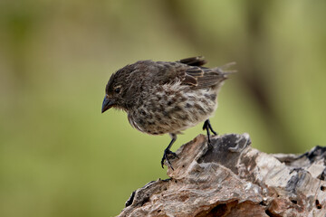 Darwin's finches on Isabela Island are world-renowned examples of adaptive radiation, having...