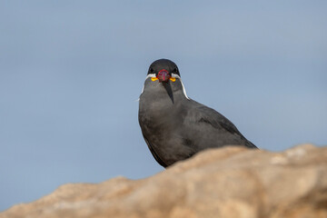 Inca tern, bird looking at camera, Larosterna inca in Peru