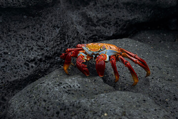 Red rock crab in Galapagos, Grapsus grapsus
