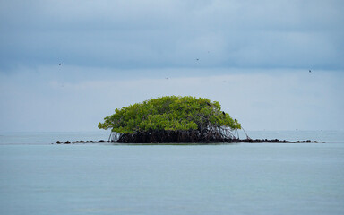 Galapagos, small volcanic island with mangrove