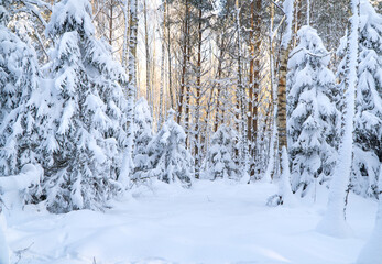 las zasypany śniegiem