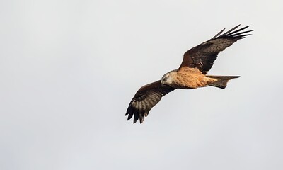 Milvus migrans (Black Kite), Crete