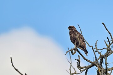 Eurasian Buzzard (Buteo buteo), Greece