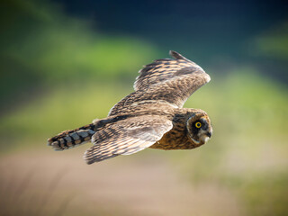 Short-eared owl or Asio flammeus dives in flight with stretched wing. Perfect shot of Short-eared owl flying low against summer green background. Side view. Stunning eye-level capture of soaring bird.