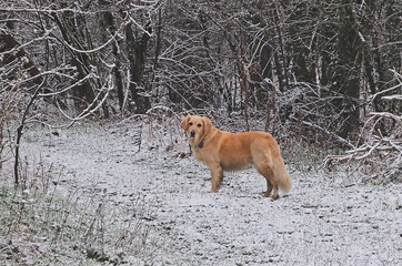 Godent Retriver in the winter woods