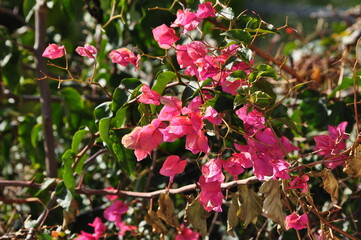 Pink bougainvillea close up