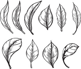 Hand-drawn graphics set of various leaf shapes and sizes. Each leaf features intricate details and unique textures, showcasing natural beauty.