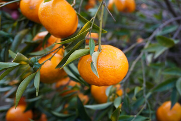 Close-up of ripe mandarins hanging on tree in mandarin farm. Mandarin tree with ripe mandarins in the garden in Italy. Cultivating mandarin tree in garden. Farming and gardening. Harvesting mandarins  © Olena