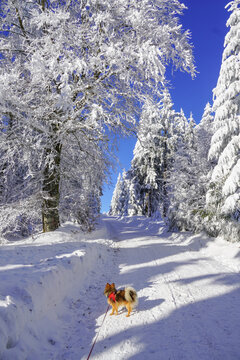 Winterlandschaft am Ochsenkopf im Fichtelgebirge