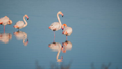 Flock of pink flamingos standing and resting in calm lagoon waters
